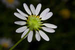 Entireleaf western daisy